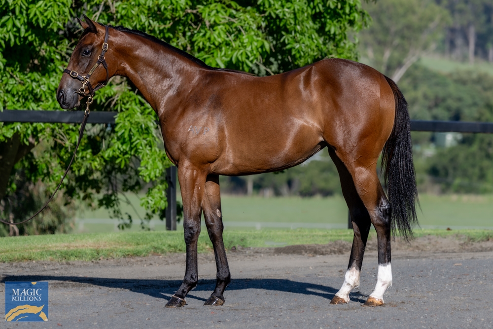 Brave Smash (JPN) / Schuckmannsburg (AUS) 2022 Filly - Image 1