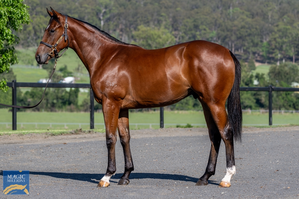 Headwater (AUS) / My Burning Heart (AUS) 2022 Colt - Image 1