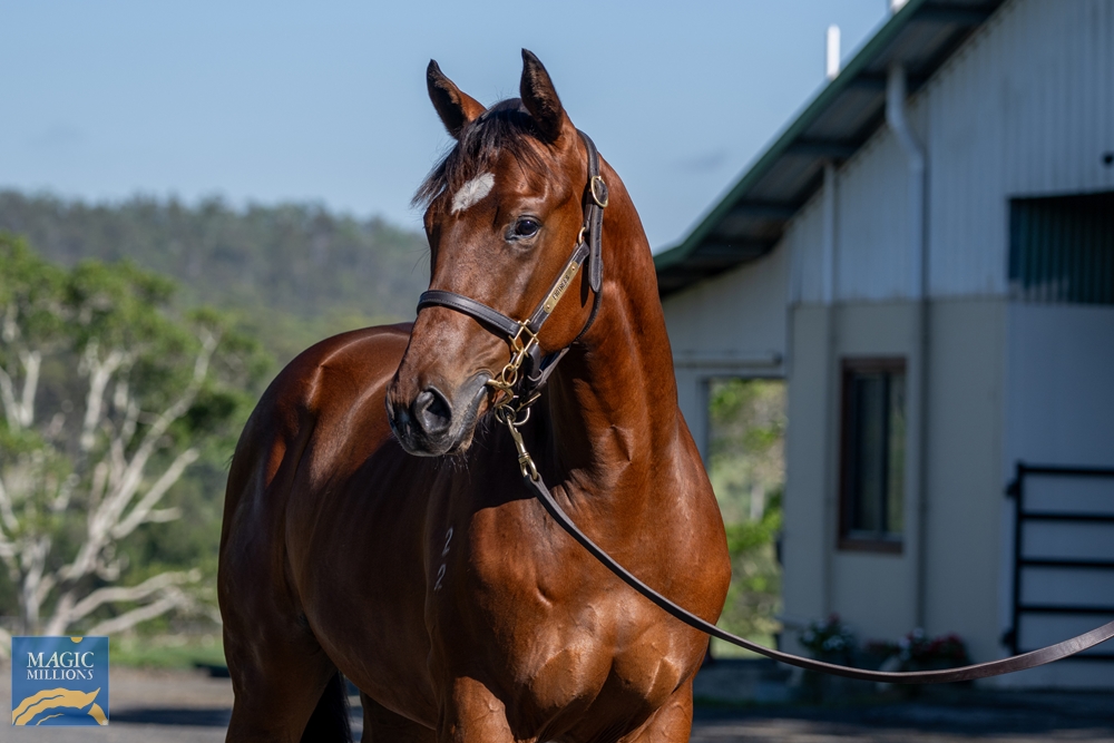 Headwater (AUS) / My Burning Heart (AUS) 2022 Colt - Image 2