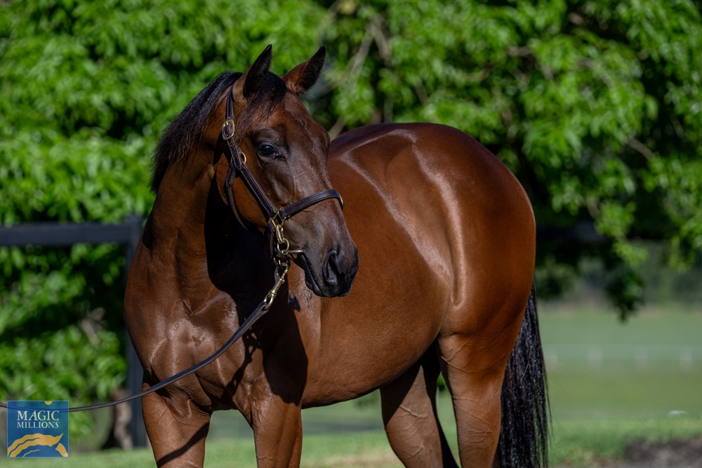 Brave Smash (JPN) / Schuckmannsburg (AUS) 2022 Filly - Image 2