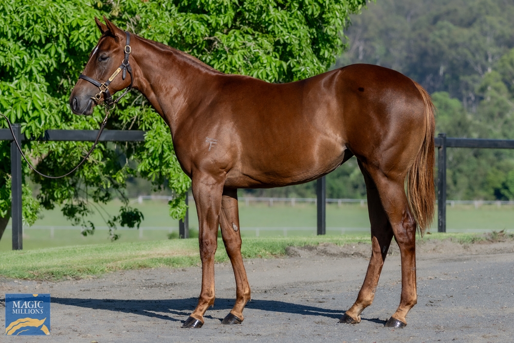Invader (AUS) / Writer's Block (AUS) 2022 Filly - Image 1