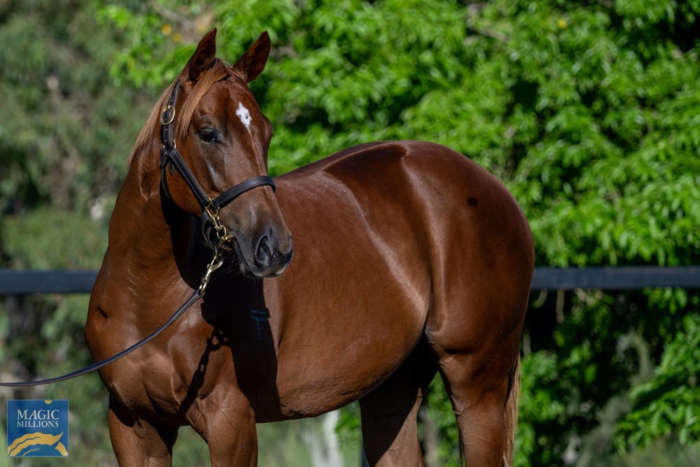 Invader (AUS) / Writer's Block (AUS) 2022 Filly - Image 2