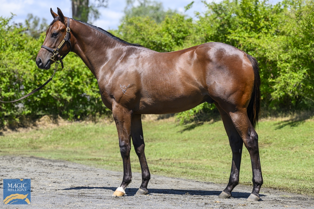 Invader (AUS) / Oh Mona (AUS) 2022 Colt - Image 1