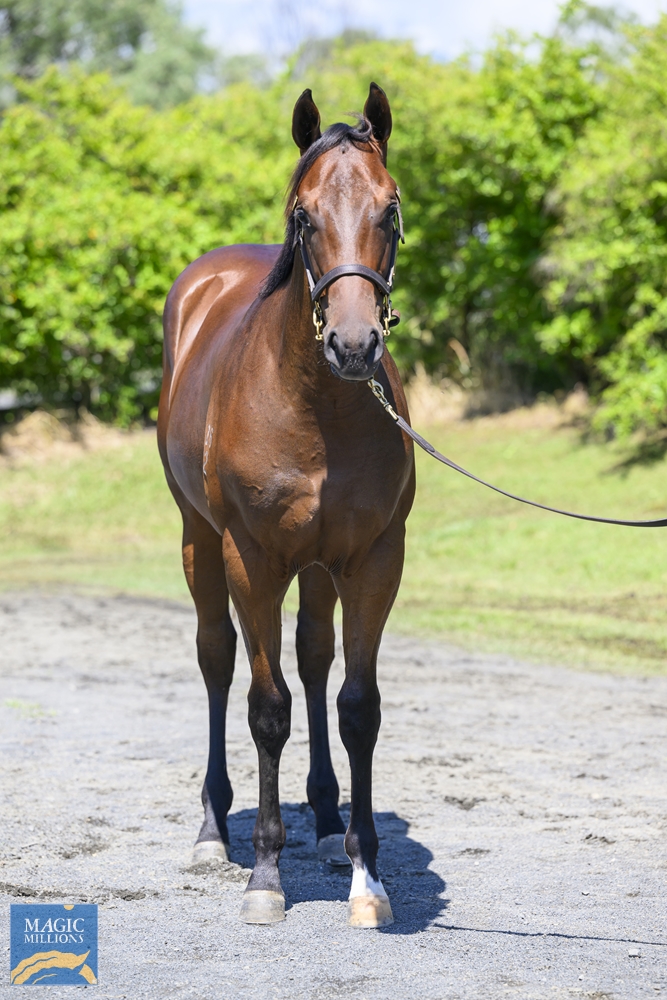 Invader (AUS) / Oh Mona (AUS) 2022 Colt - Image 2