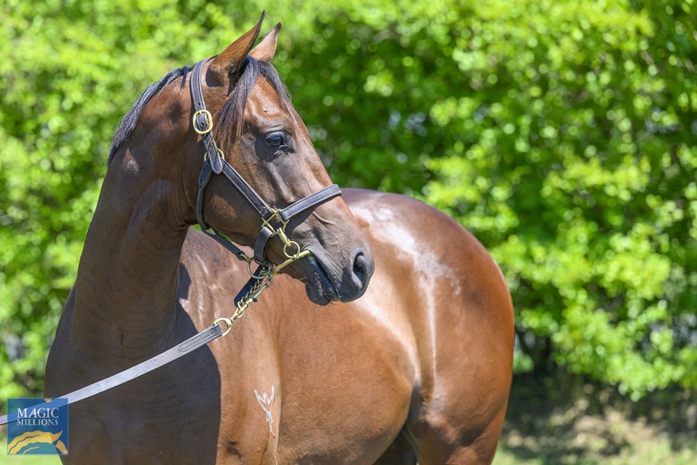 Invader (AUS) / Oh Mona (AUS) 2022 Colt - Image 3