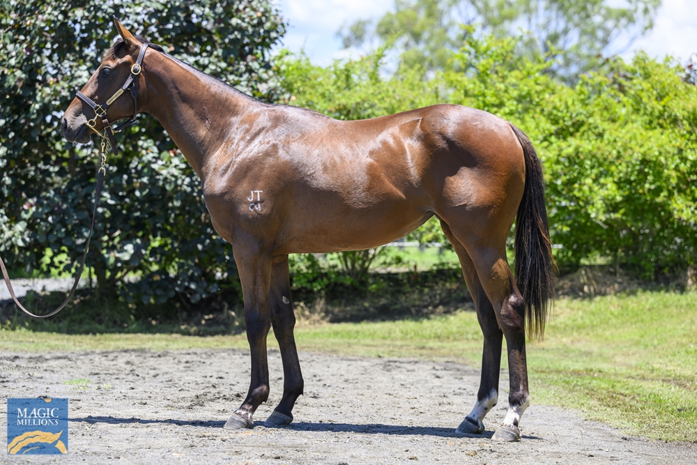 Zousain (AUS) / Osaycan (AUS) 2022 Filly - Image 1