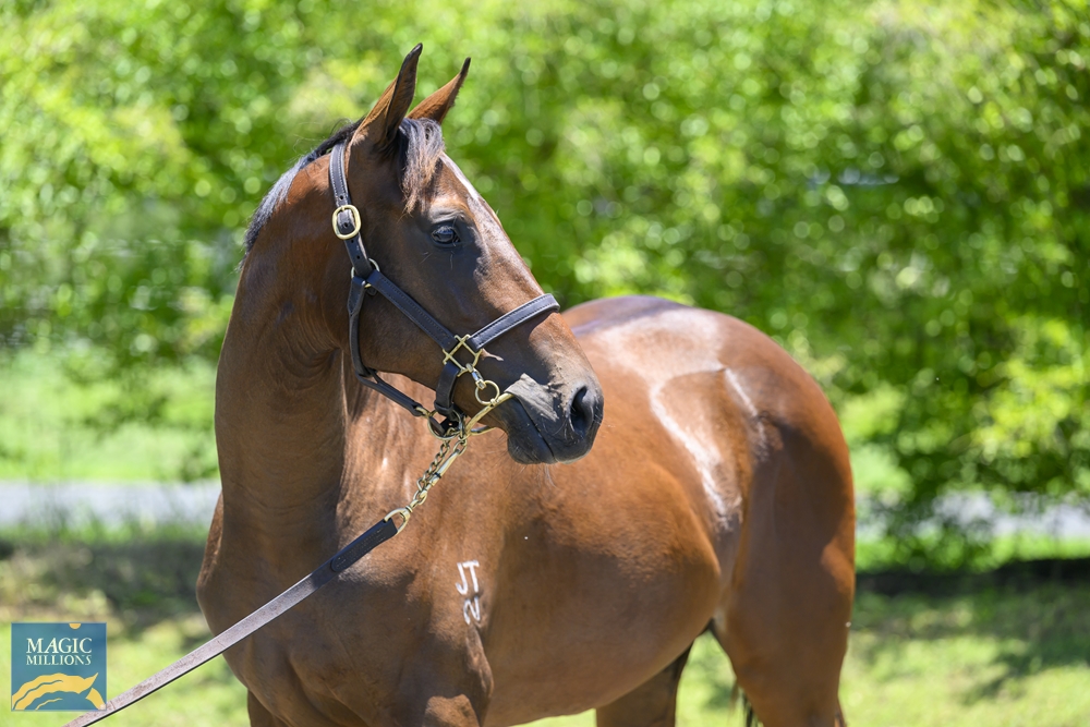 Zousain (AUS) / Osaycan (AUS) 2022 Filly - Image 2