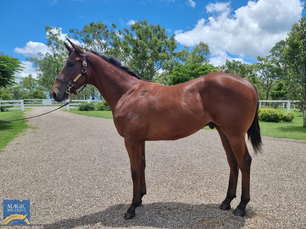 Calyx (GB) / Up and Away (AUS) 2022 Colt - Image 1