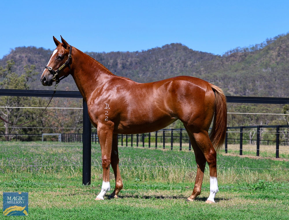 Zoustar (AUS) / Grand Scholar (AUS) 2022 Filly - Image 1
