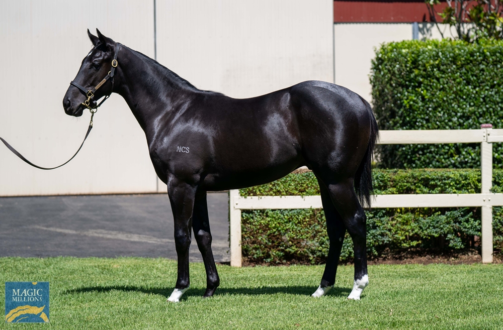 Exosphere (AUS) / Oratry (AUS) 2022 Colt - Image 1