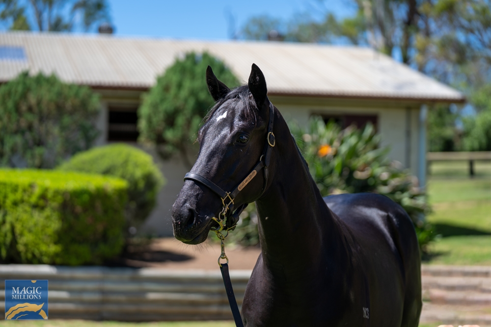 Exosphere (AUS) / Oratry (AUS) 2022 Colt - Image 2