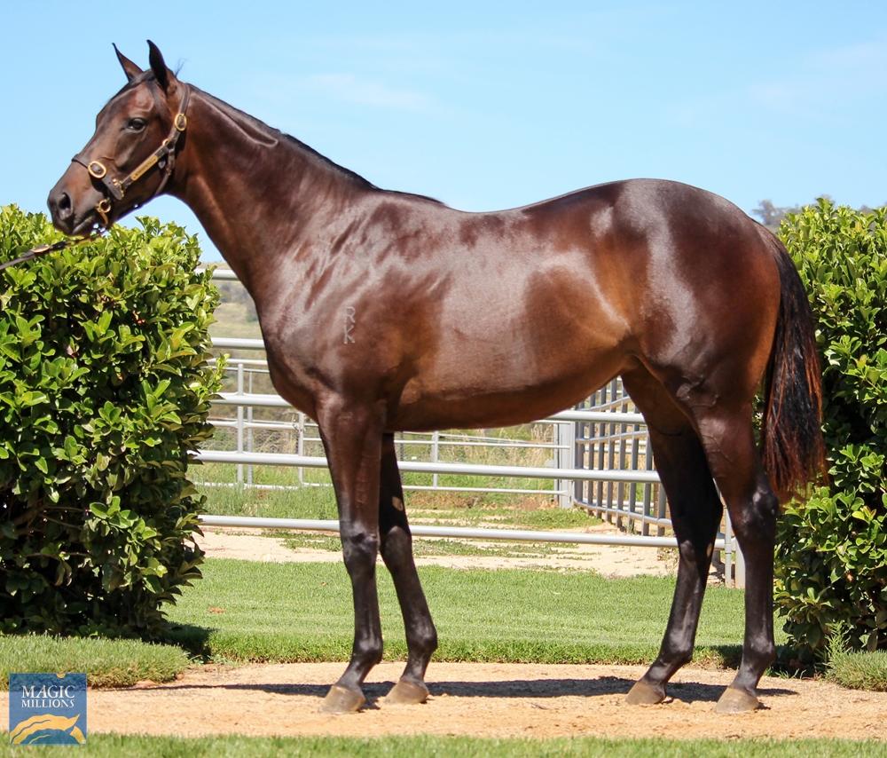 Cool Aza Beel (NZ) / Sparkle (AUS) 2022 Filly - Image 1
