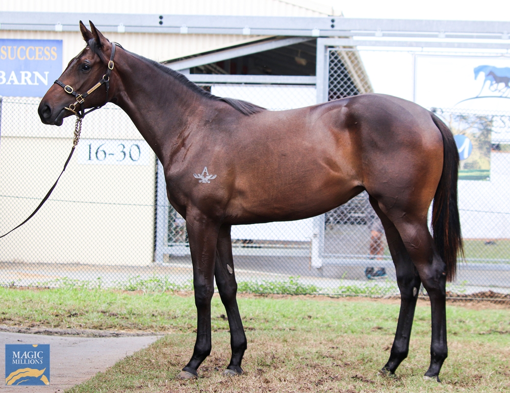 North Pacific (AUS) / Fille Volante (AUS) 2022 Filly - Image 1