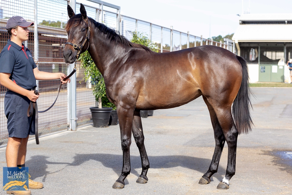 North Pacific (AUS) / Atlantis (AUS) 2022 Filly - Image 1