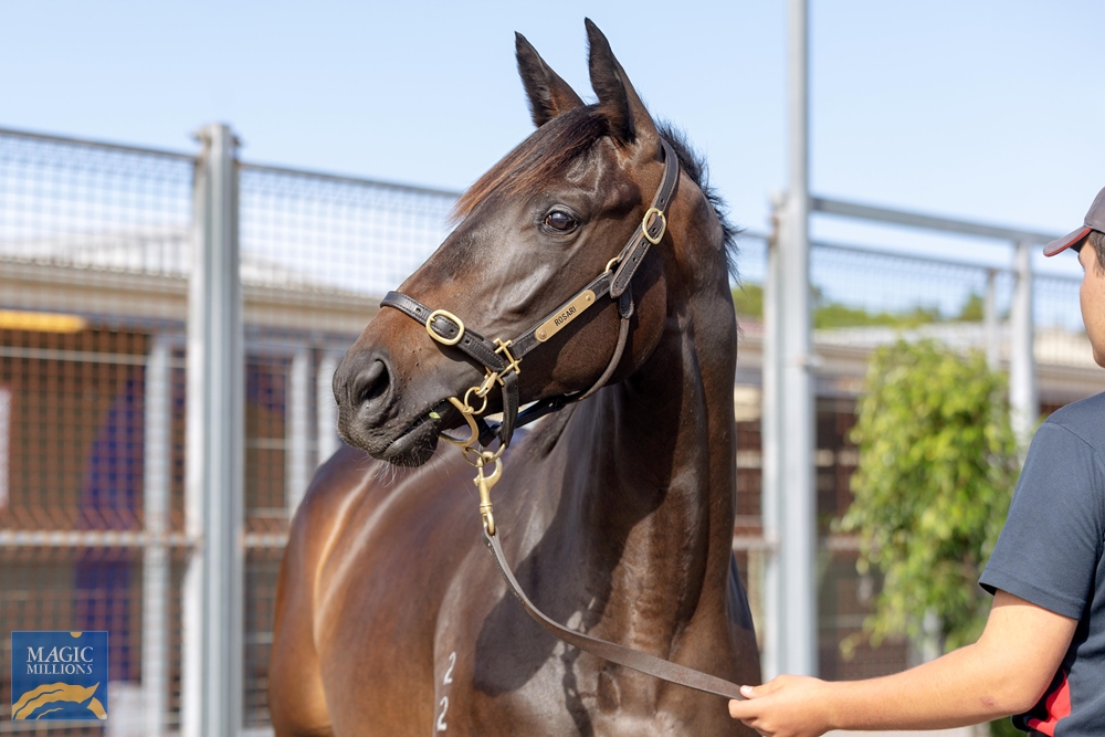 North Pacific (AUS) / Atlantis (AUS) 2022 Filly - Image 2