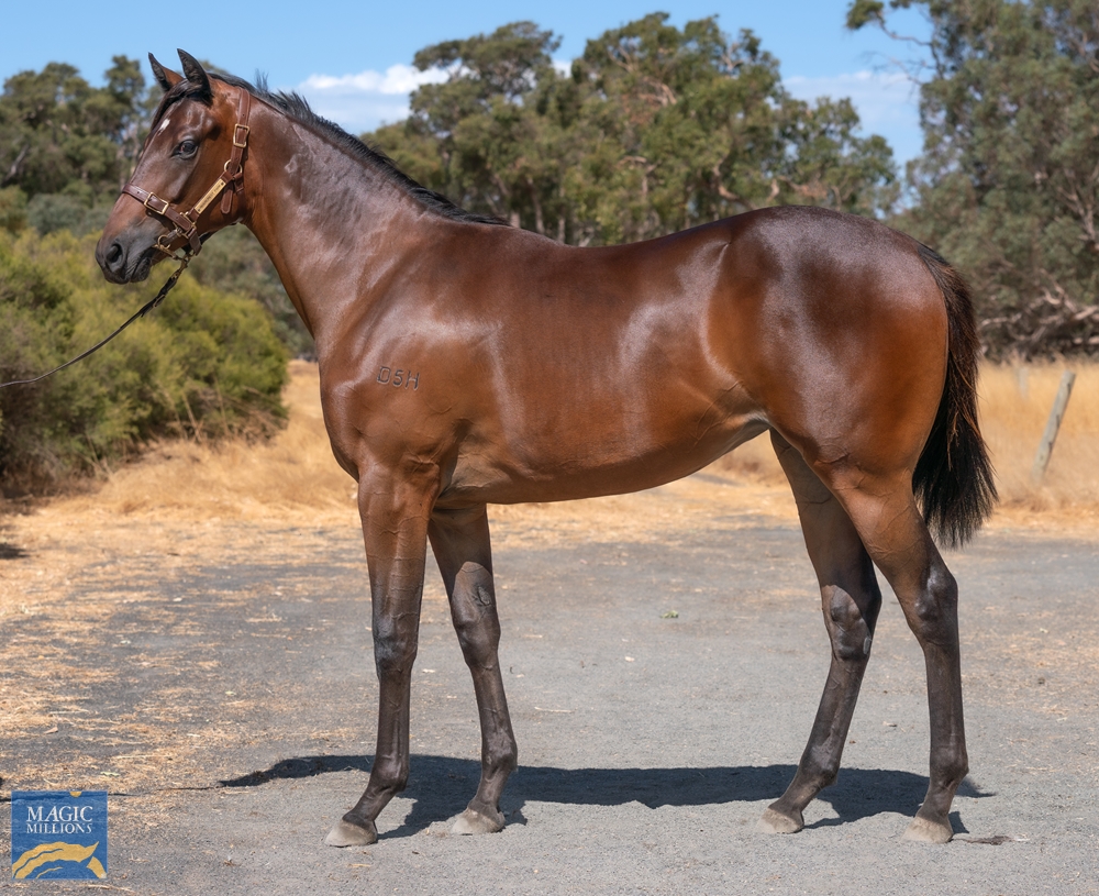 Ducimus (AUS) / Shezapro (AUS) 2022 Filly - Image 1