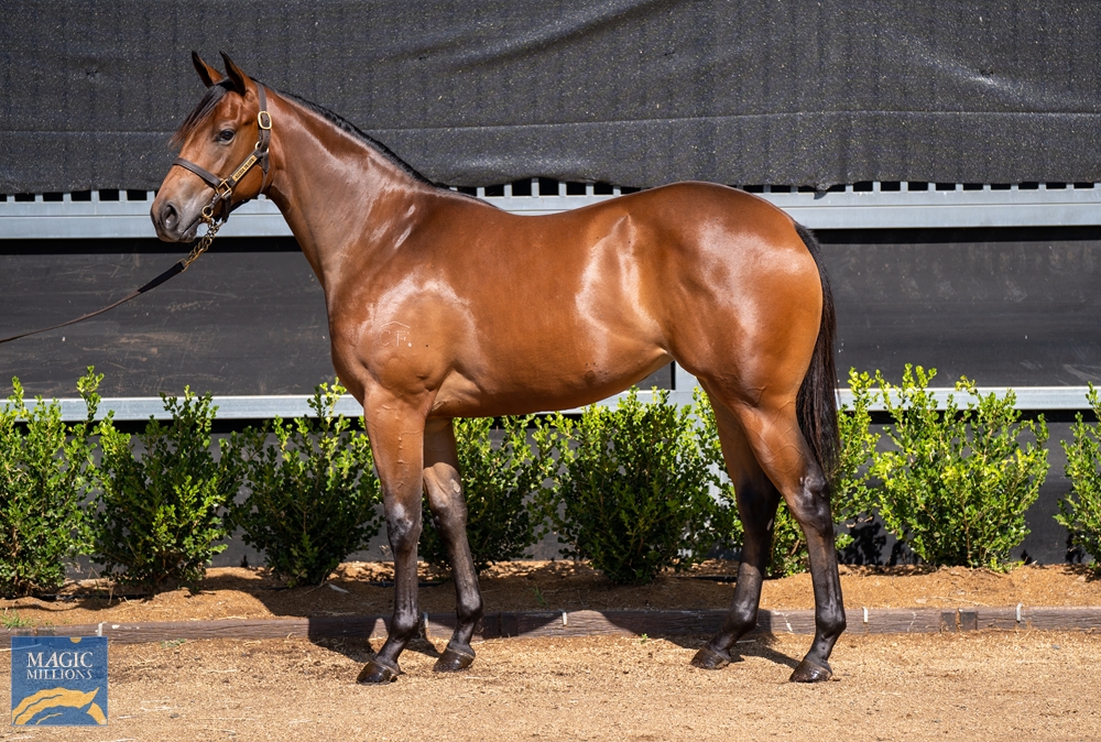 North Pacific (AUS) / The Countess (AUS) 2022 Filly - Image 1