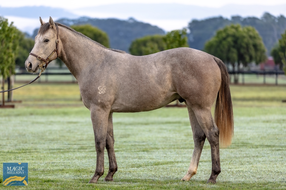 Impending (AUS) / Silver Kick (AUS) 2022 Colt - Image 1