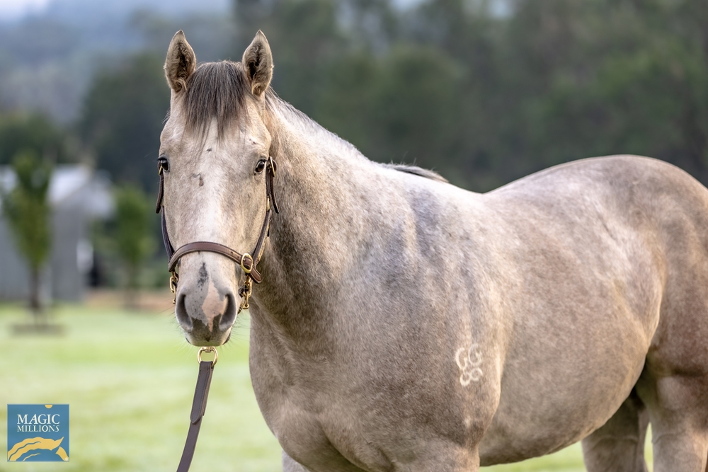 Impending (AUS) / Silver Kick (AUS) 2022 Colt - Image 2