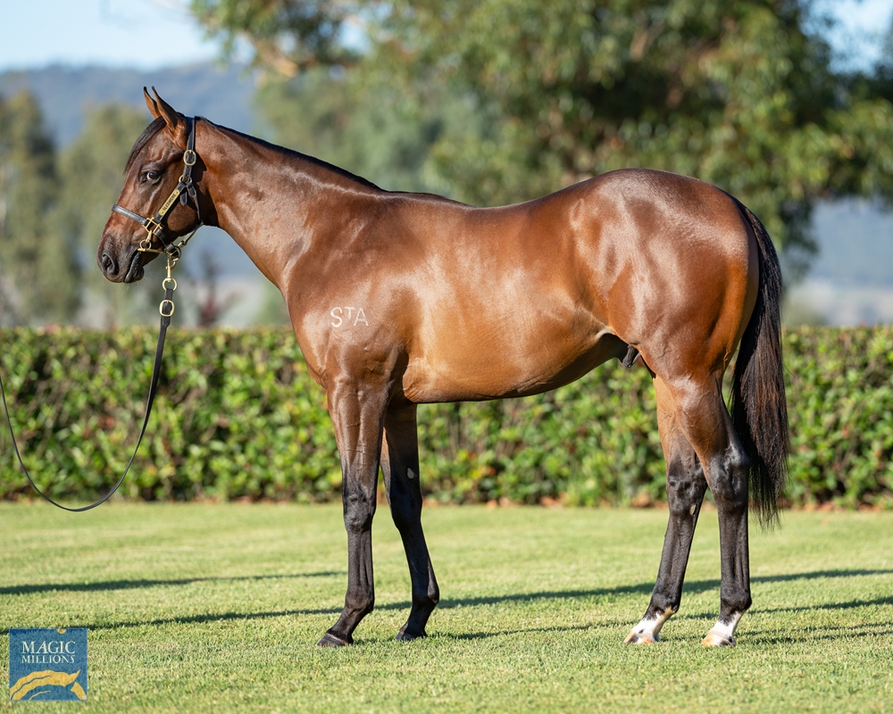 Pinatubo (IRE) / Angel Helena (AUS) 2023 Colt - Image 1