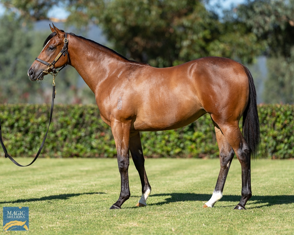 Farnan (AUS) / Avenue (AUS) 2023 Filly - Image 1