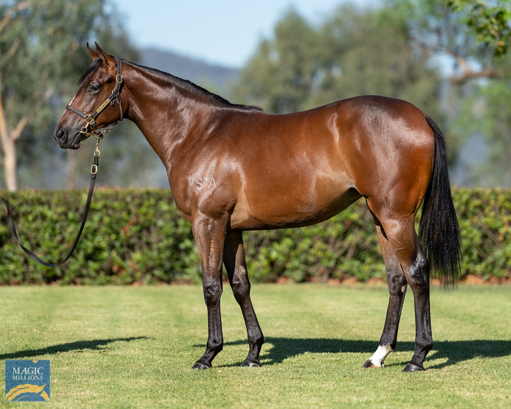 Stay Inside (AUS) / She's So Special (USA) 2023 Filly - Image 1