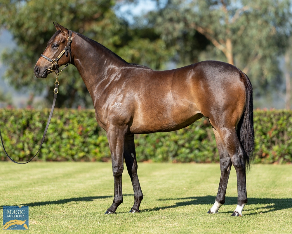 Trapeze Artist (AUS) / Stockton Abbey (AUS) 2023 Filly - Image 1