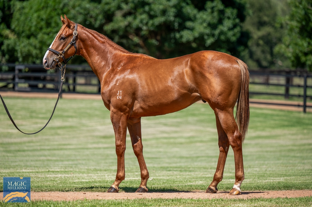 Written By (AUS) / Sheeznodoubt (AUS) 2023 Colt - Image 1