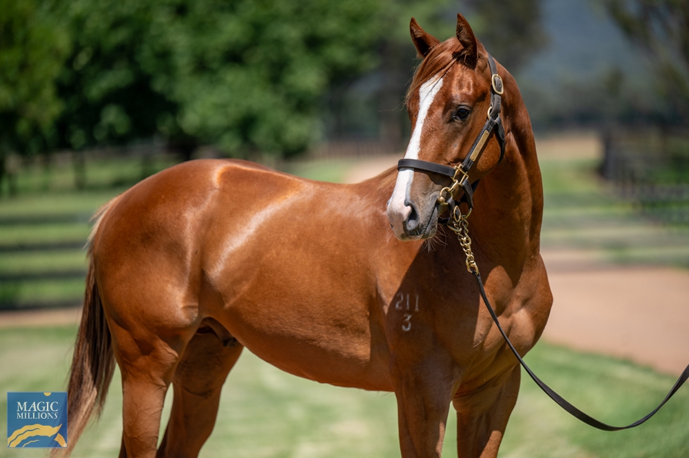 Written By (AUS) / Sheeznodoubt (AUS) 2023 Colt - Image 2