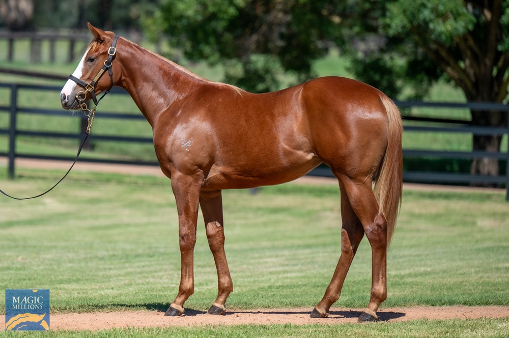 Trapeze Artist (AUS) / Sweet Gisel (USA) 2023 Filly - Image 1