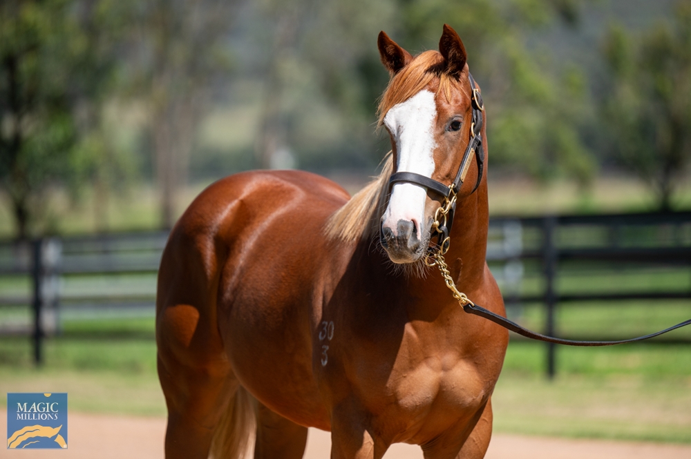 Trapeze Artist (AUS) / Sweet Gisel (USA) 2023 Filly - Image 2