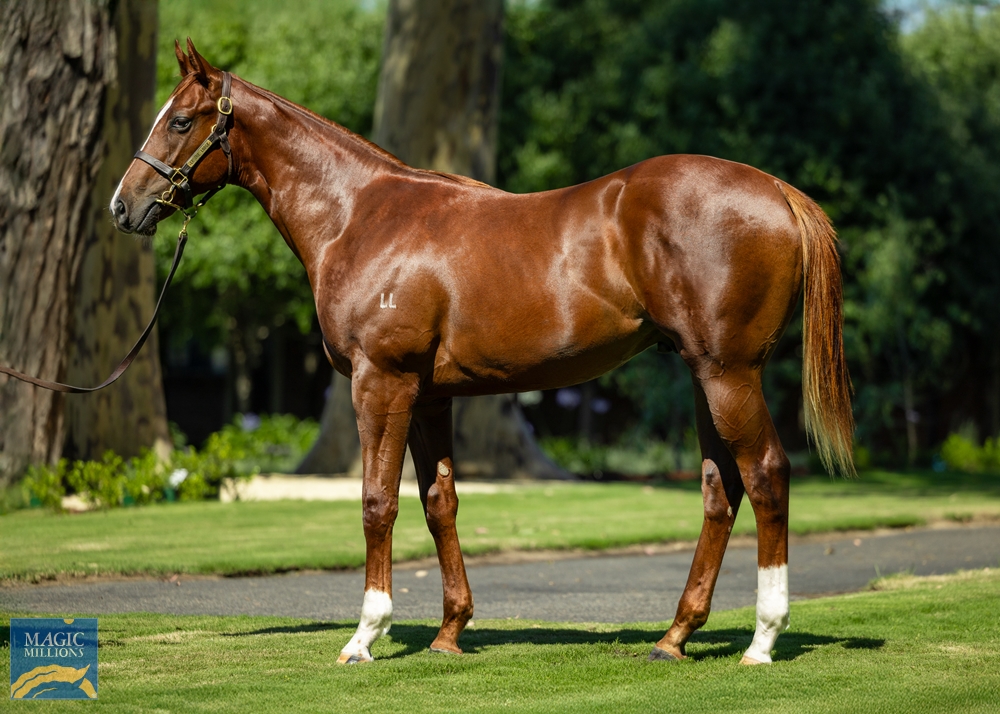 Written Tycoon (AUS) / My True Love (AUS) 2023 Colt - Image 1