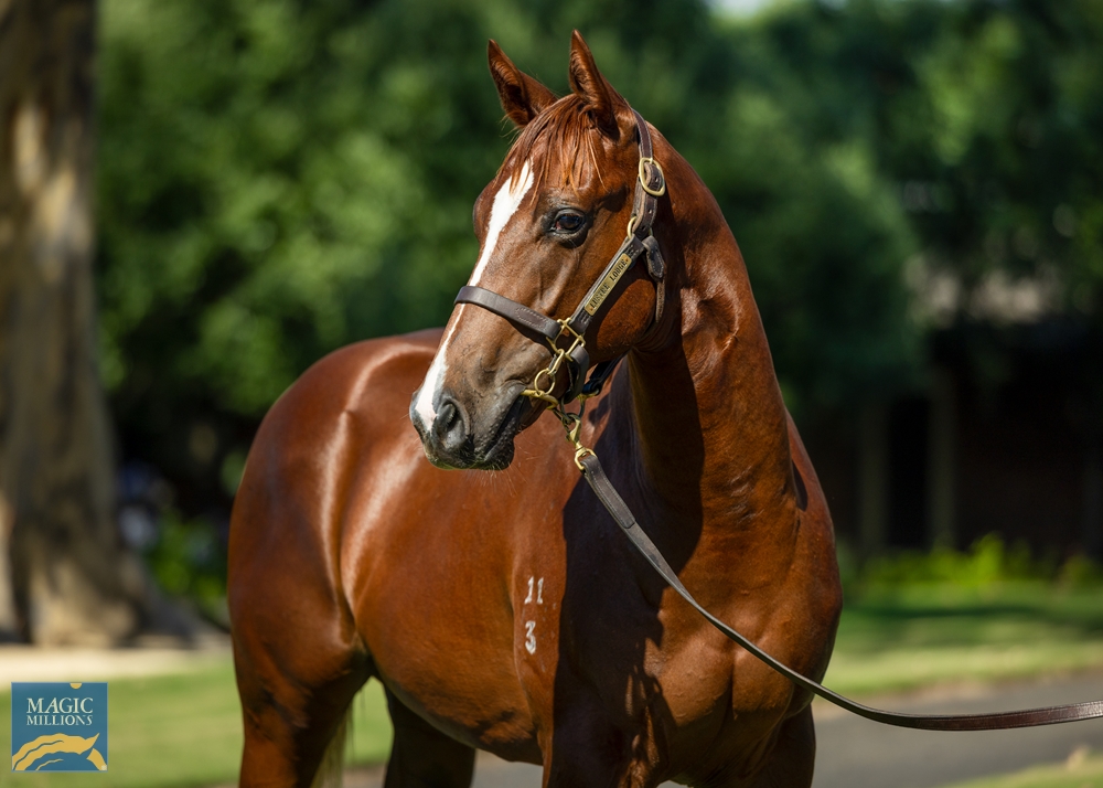 Written Tycoon (AUS) / My True Love (AUS) 2023 Colt - Image 2