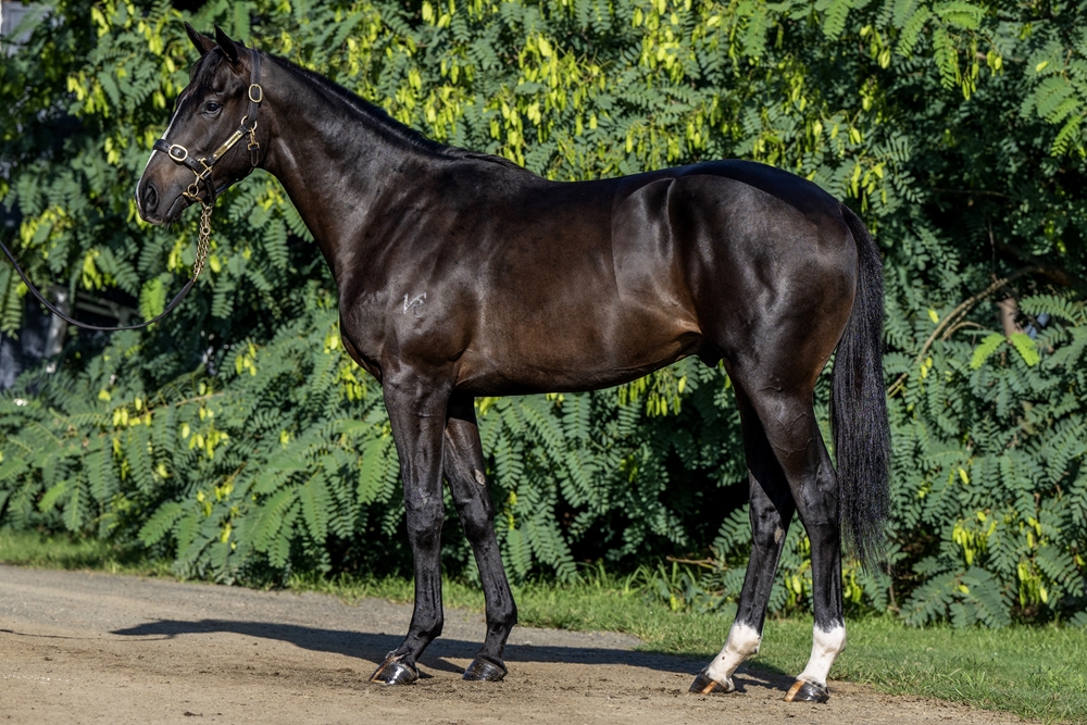 Trapeze Artist (AUS) / O'Princess (NZ) 2023 Colt - Image 1