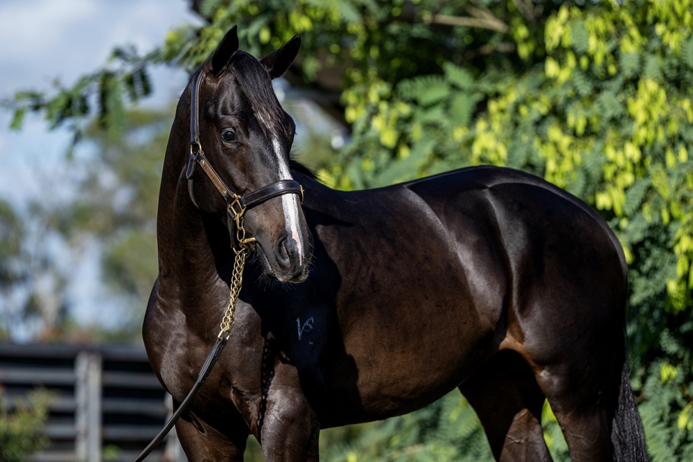 Trapeze Artist (AUS) / O'Princess (NZ) 2023 Colt - Image 2
