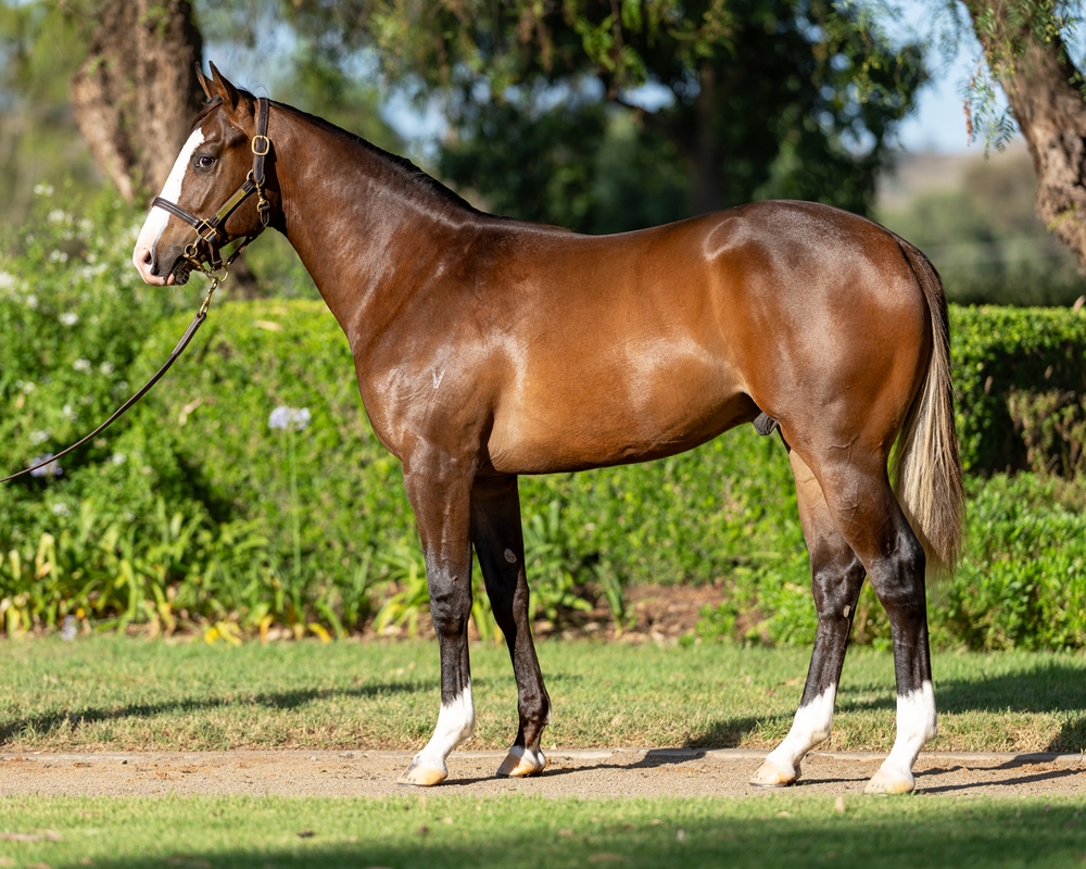 Russian Revolution (AUS) / Champagne Ready (AUS) 2023 Colt - Image 1