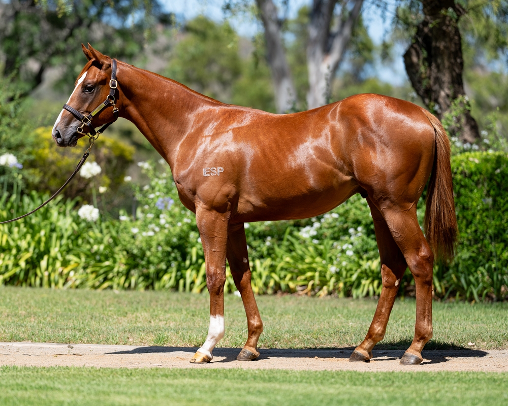 Star Turn (AUS) / All in the Reflexs (AUS) 2023 Colt - Image 1