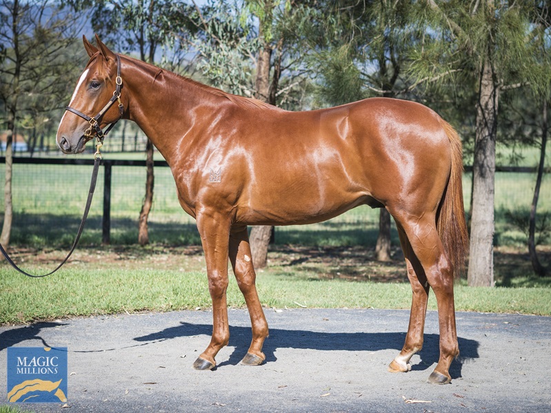 LOT 467 Tiger of Malay x Hazlebrook__DSC1718.jpg - Image 1