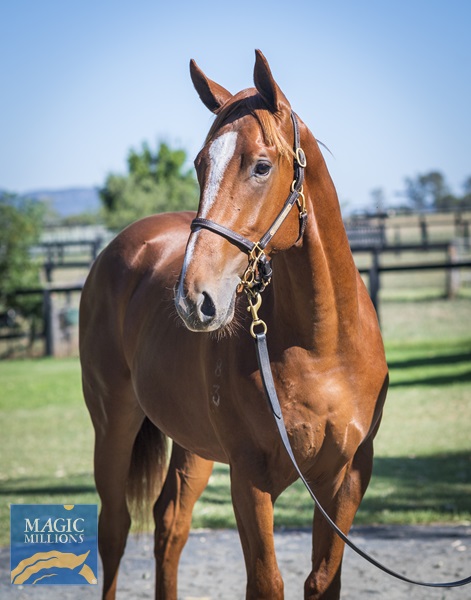 LOT 467 Tiger of Malay x Hazlebrook__DSC1734.jpg - Image 2