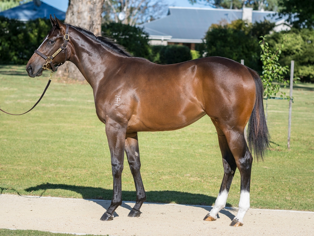 Tassort (AUS) / Varenna Miss (AUS) 2023 Filly - Image 1