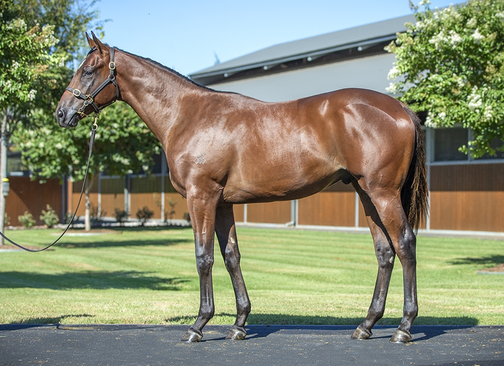 Snitzel (AUS) / Miss Siska (AUS) 2023 Colt - Image 1