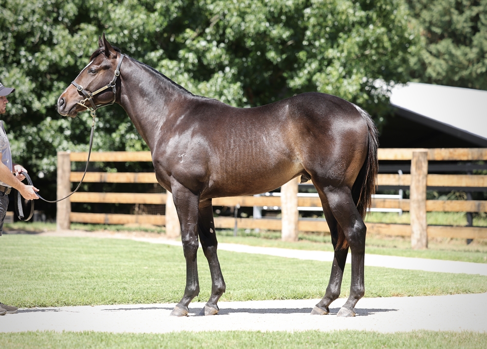 So You Think (NZ) / Estijmaam (AUS) 2023 Colt - Image 1