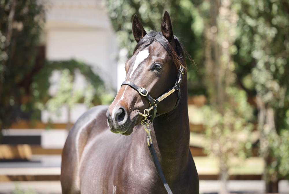 So You Think (NZ) / Estijmaam (AUS) 2023 Colt - Image 2