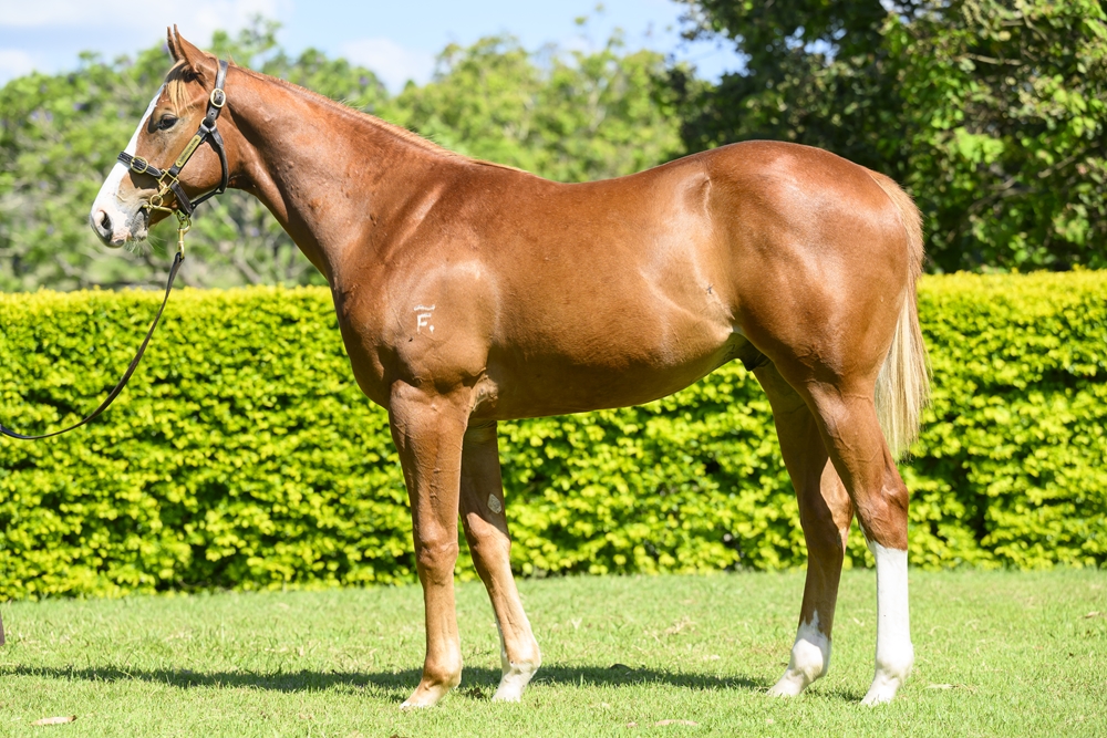 Farnan (AUS) / Angharad (AUS) 2023 Colt - Image 1