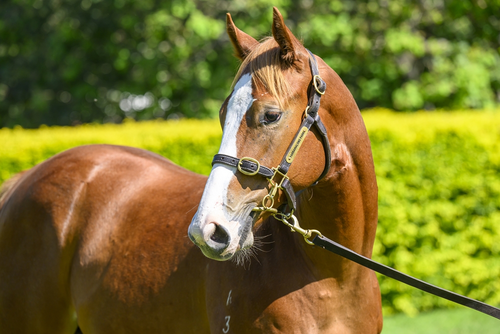 Farnan (AUS) / Angharad (AUS) 2023 Colt - Image 2