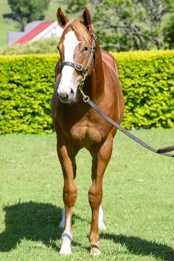 Farnan (AUS) / Angharad (AUS) 2023 Colt - Image 3