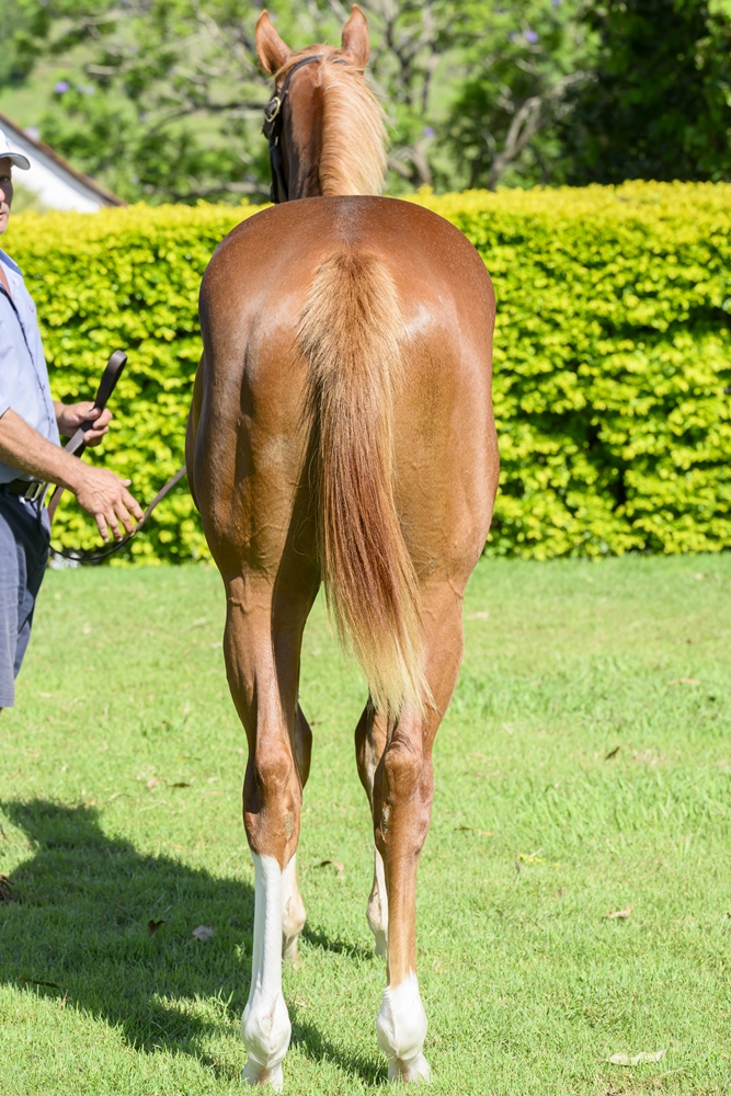 Farnan (AUS) / Angharad (AUS) 2023 Colt - Image 4