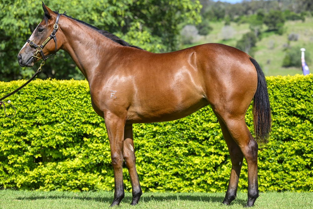 King's Legacy (AUS) / Newmore (AUS) 2023 Filly - Image 1