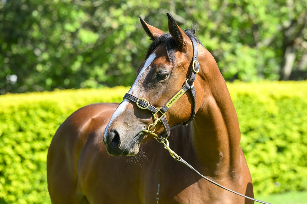 King's Legacy (AUS) / Newmore (AUS) 2023 Filly - Image 2