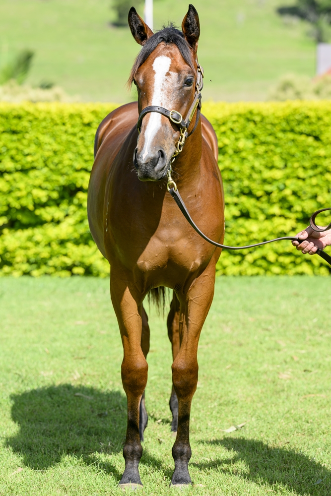 King's Legacy (AUS) / Newmore (AUS) 2023 Filly - Image 3